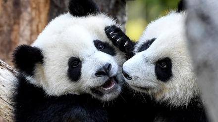 Die Pandabär-Zwillinge Pit und Paule spielen im Sommer 2020 in ihrem Gehege im Berliner Zoo. 