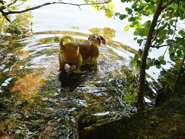 Hunde dürfen an gekennzeichneten Hundebadestellen ins Wasser: Hund am Schlachtensee