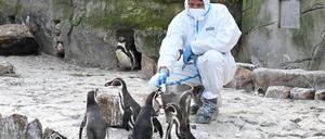 Ein Mitarbeiter des Karlsruher Zoo füttert in einem Schutzanzug Pinguine. Anfang Februar wurde aviäre Influenza, eine hochansteckende Form der Vogelgrippe, im Karlsruher Zoo nachgewiesen.
