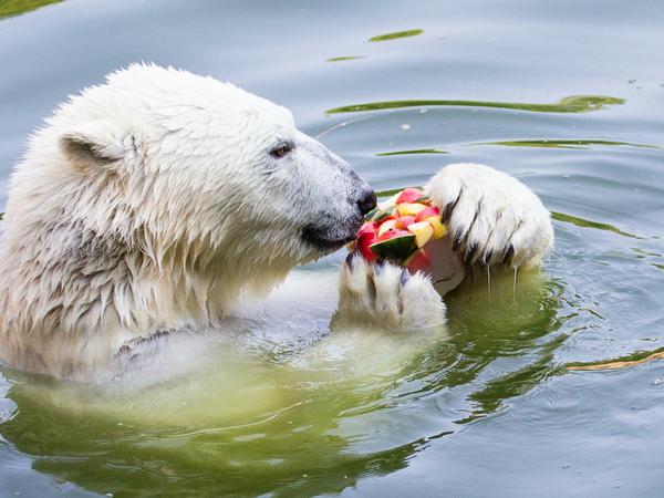 Eisbäre Wolodja knabbert im Tierpark an einer Eisbombe.