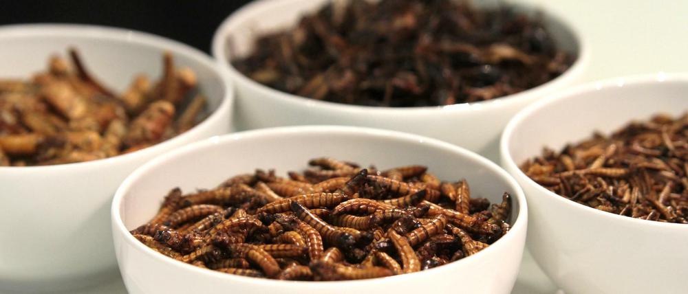 Im Kommen. Maden, Würmer und Heuschrecken sollen die neue Proteinquelle auf dem europäischen Lebensmittelmarkt sein.