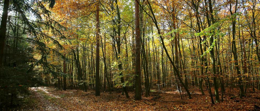 In Köpenick ist noch viel Wald in Privatbesitz. 