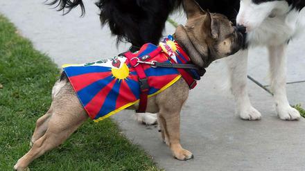 Vorbildlich. Dieser Hund, der im März vor dem Kanzleramt für ein freies Tibet demonstriert, lebt selbst, wie der Karabiner am Rücken beweist, in sozialverträglicher Gefangenschaft.