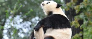 Aber bitte kein Grund, hochnäsig zu sein. Meng Meng, Panda-Persönlichkeit des Jahres, gewann einen Award auch zum Artenschutz.