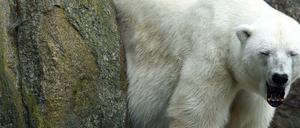 Eisbärin Katjuscha ist im Alter von 37 Jahren im Zoo Berlin gestorben.