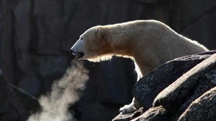 Eisbärin Tosca, Mutter des Zoo-Stars Knut, ist tot.