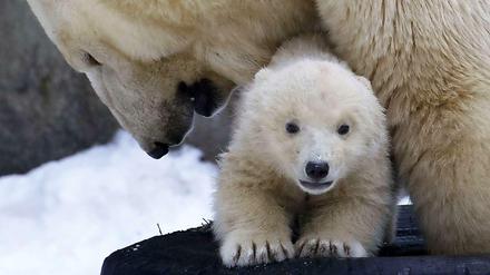 Vor einem Jahr wurden in einem Zoo in Russland einige Eisbären geboren. Ein Bär aus diesem Wurf kommt nun nach Berlin.