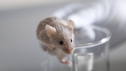 Am häufigsten für Tierversuche werden Mäuse verwendet, Fachterm: Mus musculus.