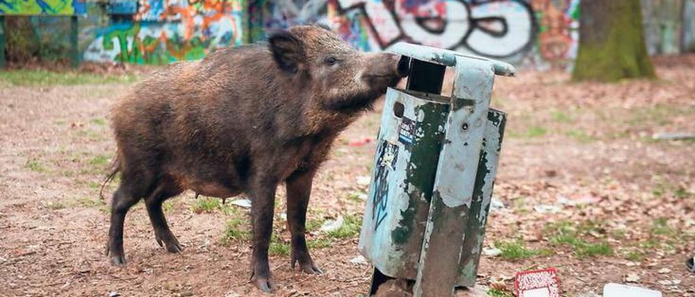 Nah dran. Geschätzt drei- bis viertausend Wildschweine gibt es in Berlin. Vor zehn Jahren waren es mal 10 000. 