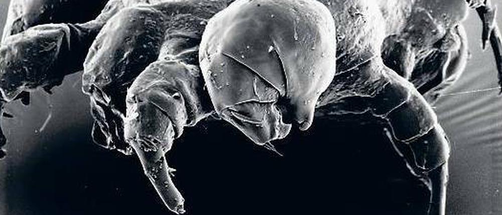 Kleine Biester. Milben kommen in mehr als 50 000 Arten vor, oft auch als Krankheitsauslöser oder -überträger via Haustier. Hier eine mikroskopische Aufnahme.