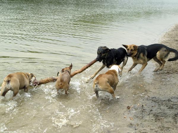 Was nicht jeder mag: Hundeparadies Grunewaldsee.