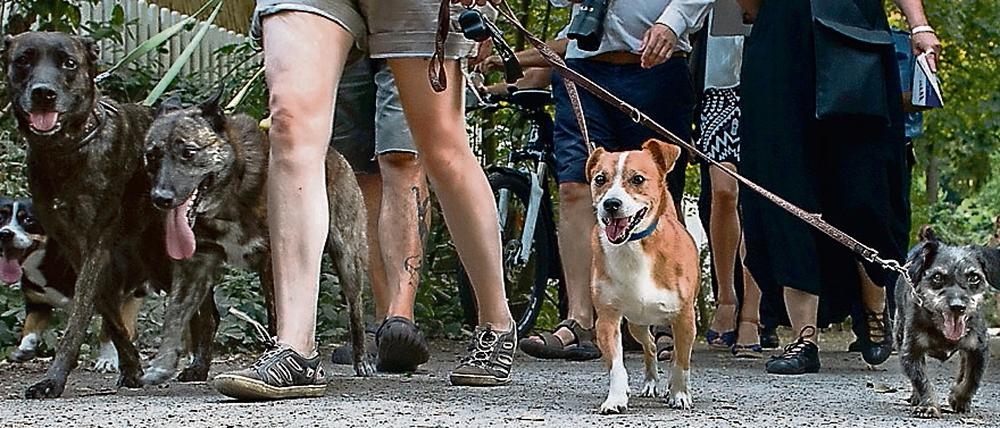 Wuff! Hundedemo am Schlachtensee. Archivbild vom Juni 2015. Das Thema Hund und Mensch erhitzt auch zwei Jahre später im Berliner Südwesten noch die sommerlichen Gemüter.