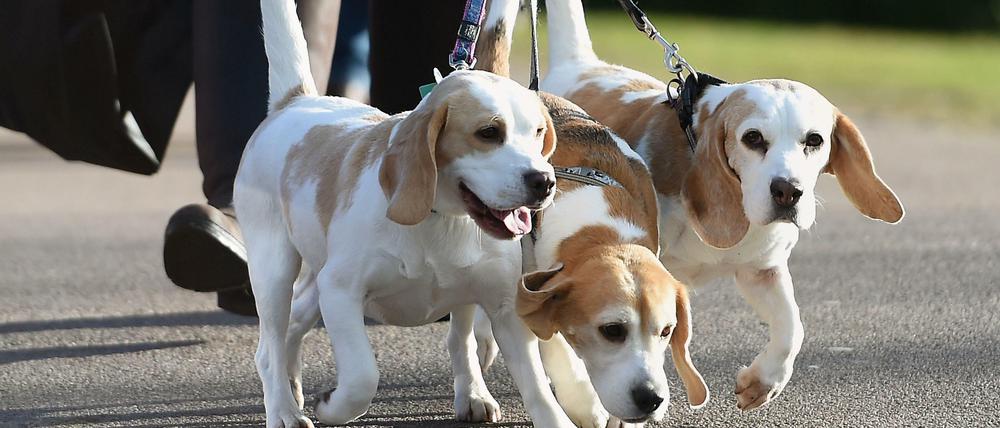 Hundehasser legen an beliebten Spazierstellen, wie Seen oder Parks, in Berlin immer wieder Giftköder aus. Im Frühling steigen die Meldungen.