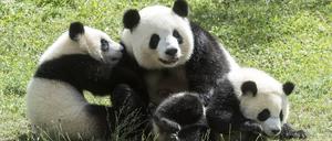 Aller guten Dinge sind drei: Pandamama Mengmeng mit ihren Kleinen.