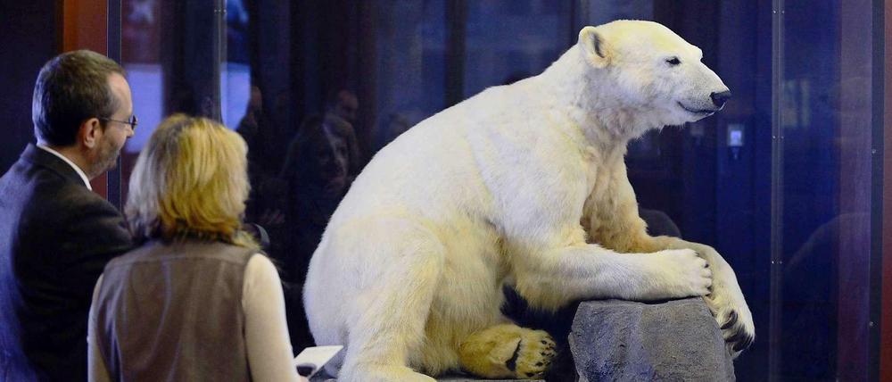 Da isser wieder! Knut, ausgestopft, im Naturkundemuseum.