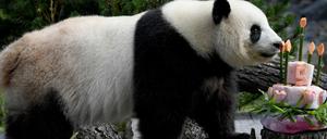 Doppelter Grund zum Feiern: Auch das Berliner Panda-Weibchen Meng Meng feiert ihren fünften Geburtstag.