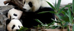 Der erste Besuchertag: Gemächlicher Auftakt für die Panda-Zwillinge im Berliner Zoo.