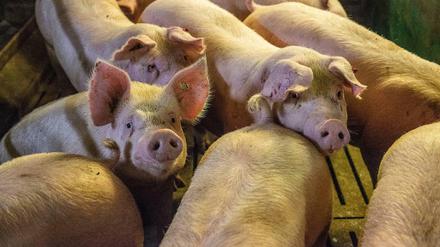 Die Zahl der in Brandenburg gehaltenen Schweine ist auf einem Tiefstand.