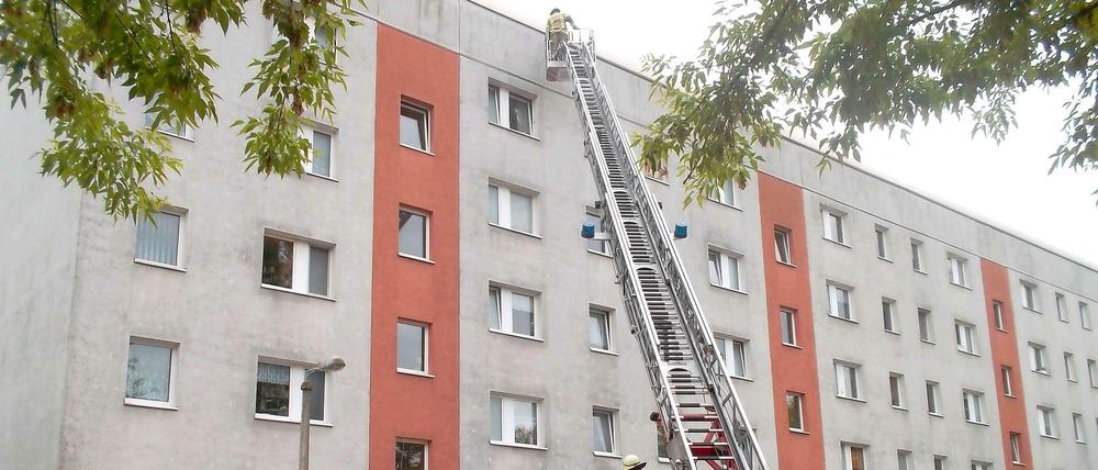 Ungewöhnlicher Einsatz: Hier rettet die Feuerwehr in Karlshorst mehr als hundert eingeschlossene Jung-Sperlinge und brütende Mauersegler. 