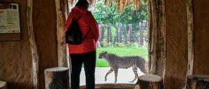 Eine junge Frau betrachtet den Geparden "Rufa" in seinem neuen Gehege im Tierpark Berlin.
