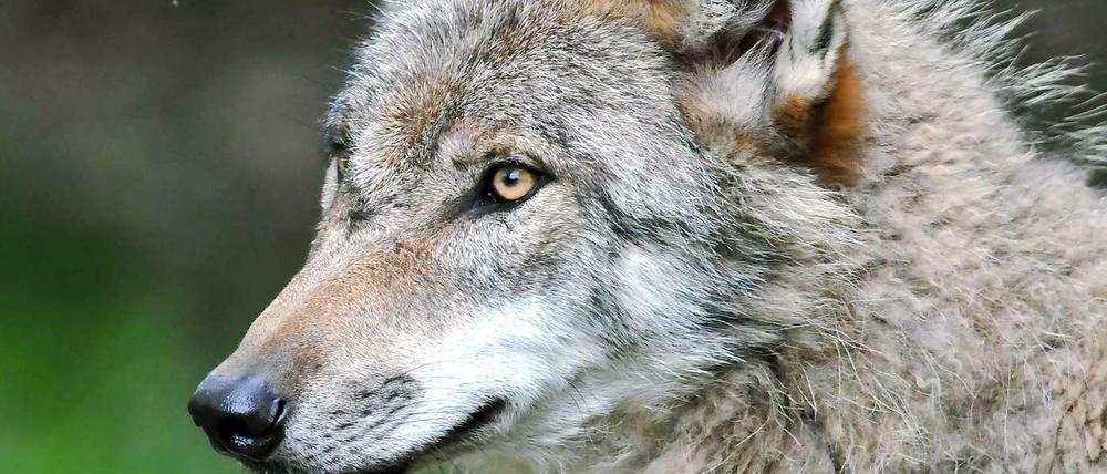 Mystisches Tier. Viele Menschen haben Angst vorm Wolf. In Brandenburg wurde jetzt wohl wieder eines der geschützten Tiere erschossen.