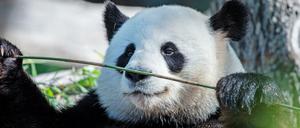 Panda-Mann Jiao Qing läßt es sich in seinem Gehege im Zoo schmecken, während Meng-Meng sich um die zwei Jungtiere kümmert. 