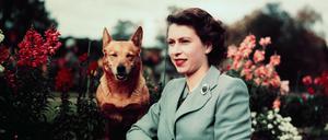 Queen Elizabeth II.  mit einem ihrer Hunde am 28. September 1952.
