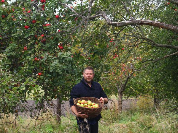 Bernd Schock bei der Apfelernte in Philadelphia, Storkow.