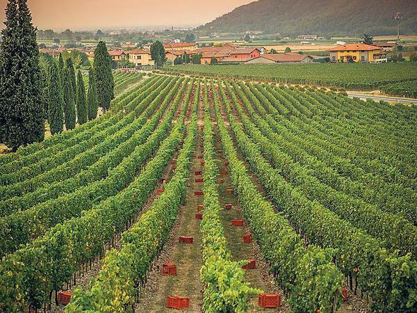 Die Weinlese in der Franciacorta beginnt im August.