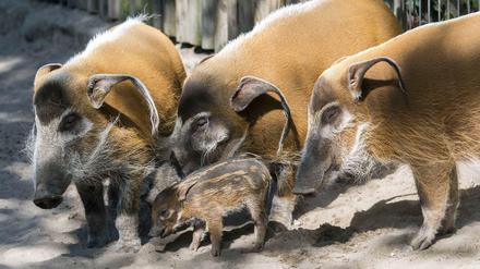 Glückliche Pinselohrschweine im Berliner Zoo.
