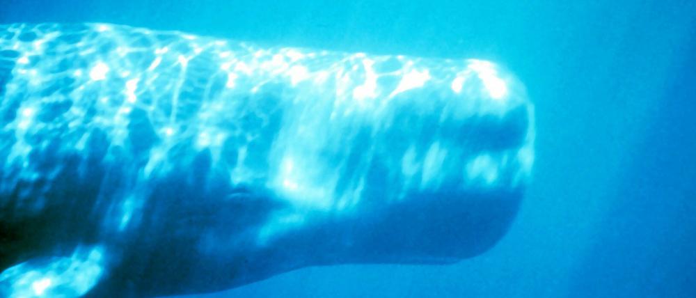 Wale gelten als recht entspannte Tiere. Da hören die Gemeinsamkeiten mir vielen Yoginis aber auch schon auf.