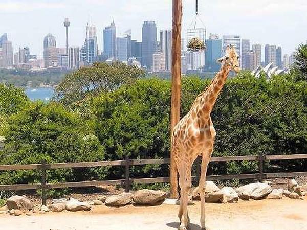 Eine Giraffe im Zoo von Sidney.
