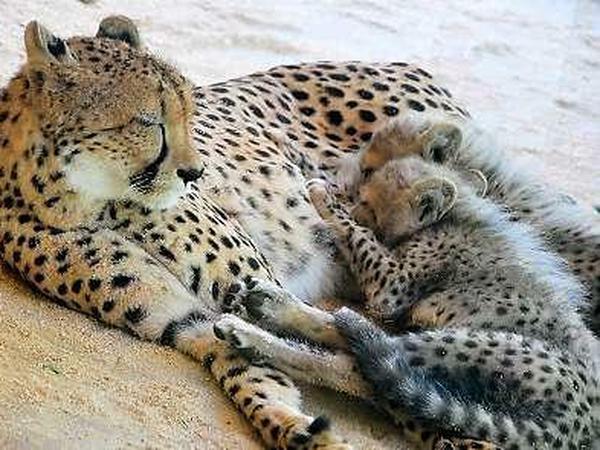 Ein Geparden-Weibchen mit Jungtieren.