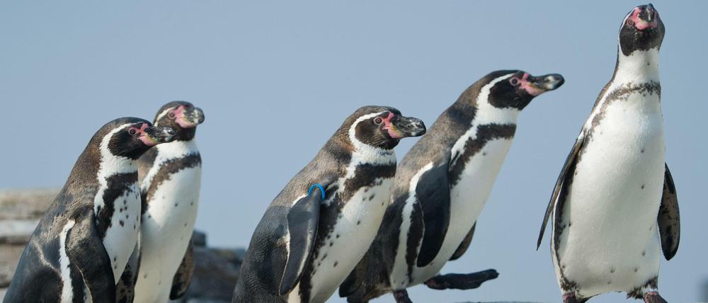 Fotos anschauen und Pinguine anklicken - so helfen Bürger der Wissenschaft.