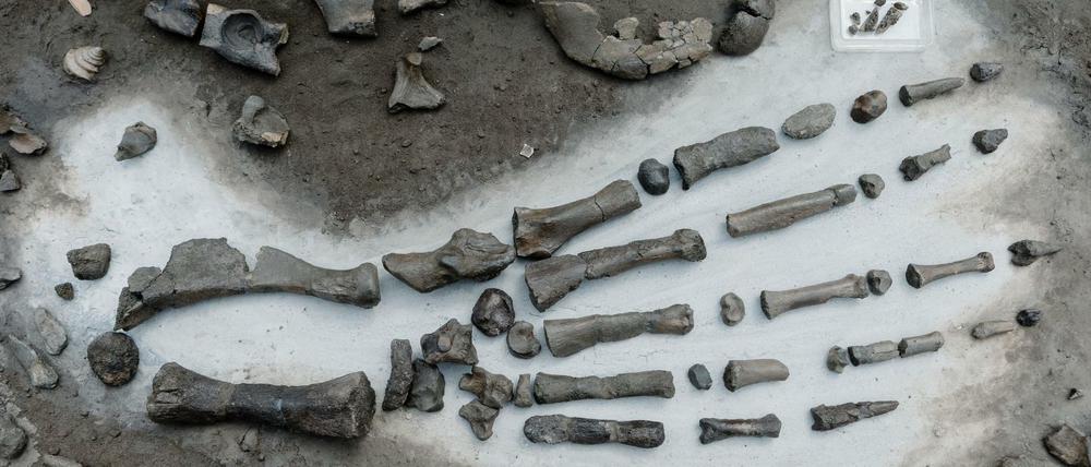 Die rund elf Millionen Jahre alten Knochen eines Robbenskeletts wurden an der Ausgrabungsstelle präsentiert.