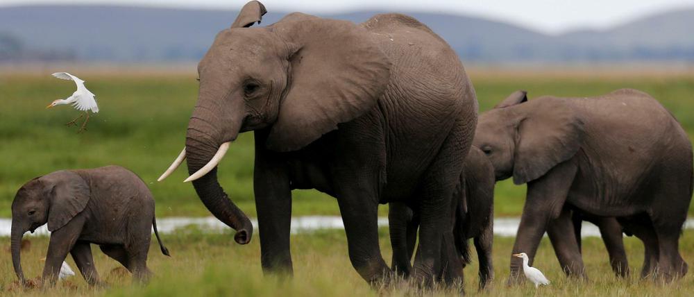 In den vergangenen fünf Jahren töteten Wilderer in Afrika mehr als 36 Elefanten täglich.