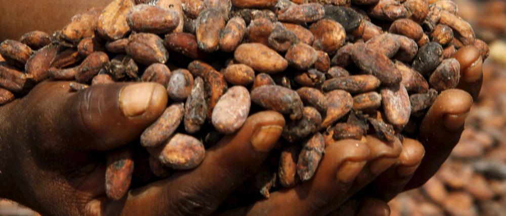 Die Kakaoproduktion trägt zu mehr als 20 Prozent zur Wirtschaftsleistung in Cote d'Ivoire bei. Das westafrikanische Land ist der größte Kakaoproduzent der Welt. 