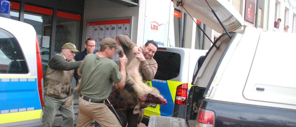 Das erlegte Wildschwein wird vor der Sparkassen-Filiale in Heide abtransportiert