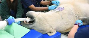 In der Veterinärabteilung der Chicago Zoological Society wird der Eisbär für einen Scan im Computertomographen vorbereitet. 