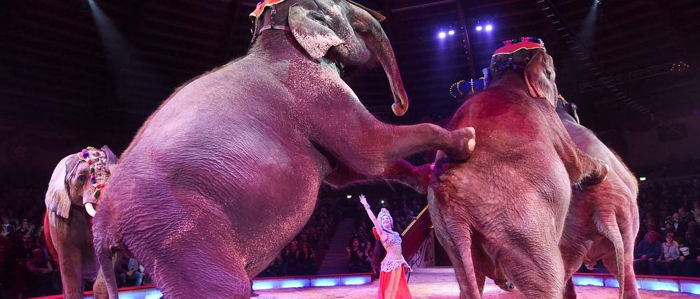 Eine Dompteurin tritt mit Elefanten im Zirkus auf.
