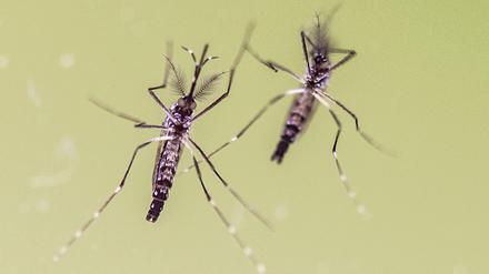 Ägyptische Tigermücken (Aedes aegypti) gelten bisher als Hauptüberträger des Zika-Virus.