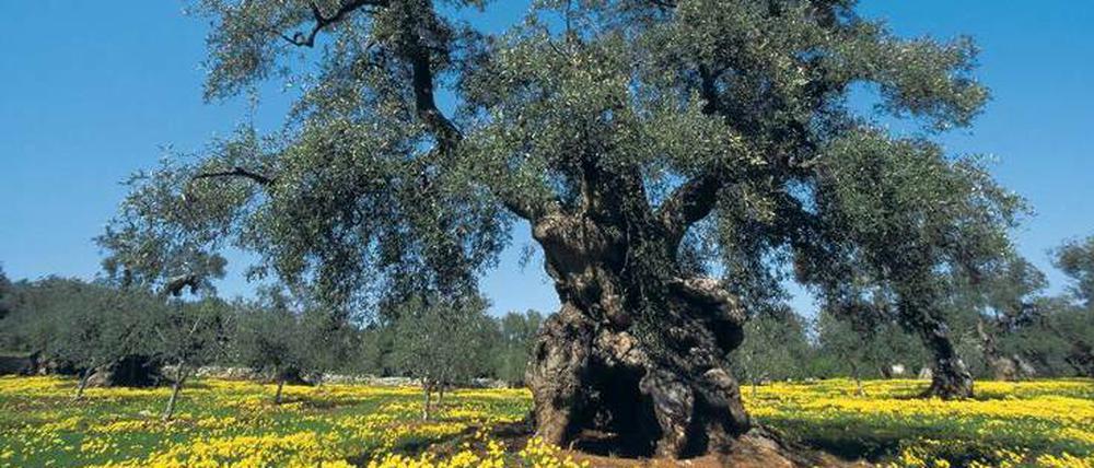 Wahrzeichen Apuliens. Hier stehen Millionen uralter, knorriger Olivenbäume. 