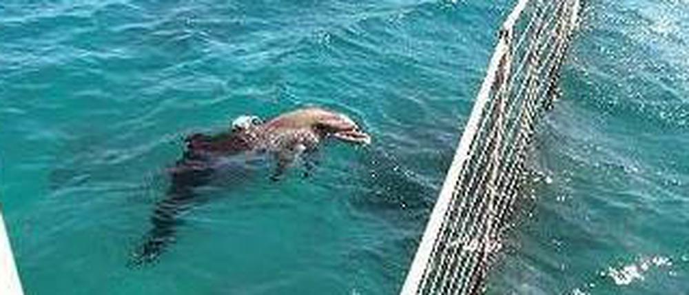 Wo Menschen entspannen, leiden im „Kefaluka Resort“ in kleinen Meereskäfigen Delfine unter Stress. 