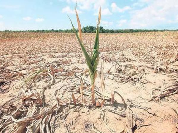 In den USA vertrocknet die Ernte. Einsame Grünpflanze auf einem verdorrten Maisfeld bei Shawneetown im US-Bundesstaat Illinois.