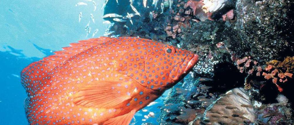 Das größte Korallenriff der Welt. 1981 wurde das Great Barrier Reef als Weltnaturerbe in die Unesco-Welterbeliste aufgenommen. In einem Lagebericht aus dem Jahr 2009 wird die Vergrößerung von Häfen nahe des Riffs als Bedrohung genannt. Australien hält die Kritik für ungerechtfertigt. Das Foto zeigt einen Juwelen-Zackenbarsch. 