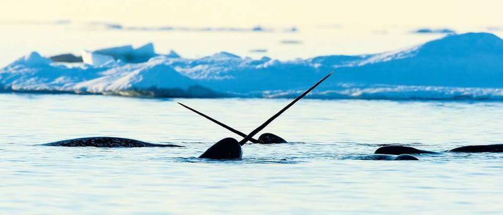 Spektakuläre Tiere. Narwale haben ein langes spitzes Horn. Sie können nur in der Arktis leben, wo ihre Existenz bedroht ist. 