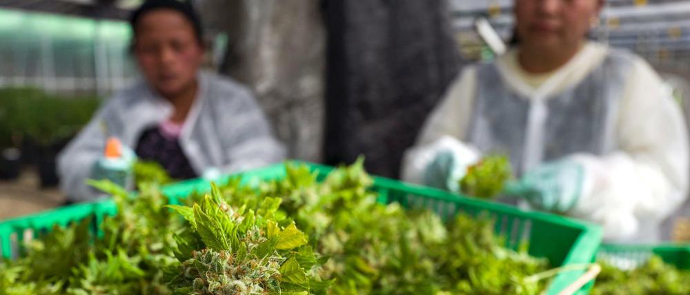 Eine Cannabis-Plantage in Nordisrael: Für medizinische Zwecke ist der Konsum von Marihuana und Haschisch in Israel legal. 