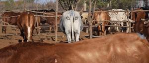 Der "Gruselhintern" dieser Kuh im südlichen Afrika soll Löwen von einem Angriff abhalten. 
