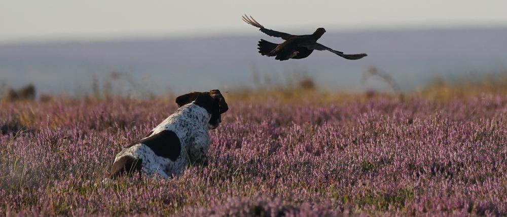 Ein Hund läuft der Beute während der Jagd durch die Moorlandschaft von North Yorkshire hinterher, während der „Glorious 12th“, dem offizielle Beginn der Moorhuhnsaison.