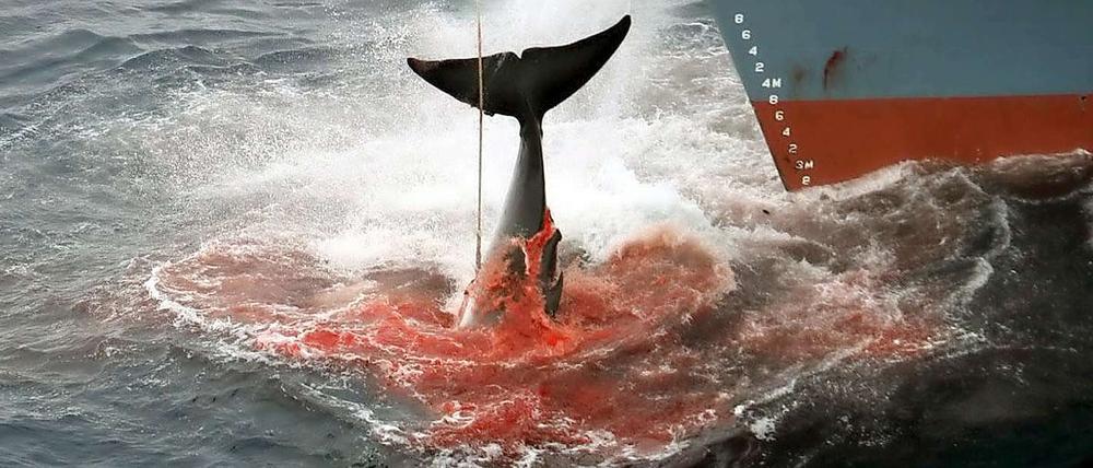 Walfang ist ein blutiges Geschäft.